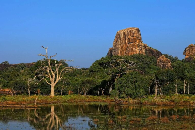 Best National Parks for Wildlife Safaris in Sri Lanka