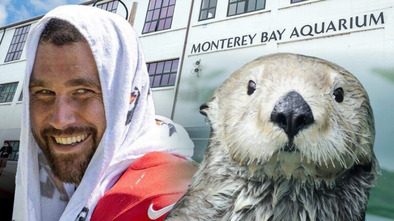 Travis Kelce Gets Famed Aquarium Invite After Sea Otter Love Confession