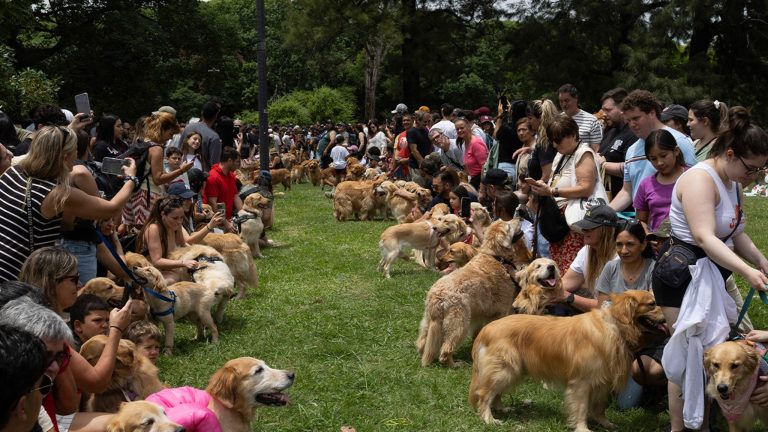 Golden Retrievers Fetch World Record for Most Gathered in a Park at Same Time